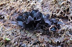 Attēlu rezultāti vaicājumam “Ionomidotis irregularis”