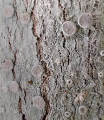 Attēlu rezultāti vaicājumam “Lecanora albella”