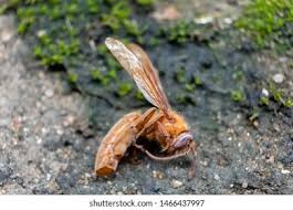 Attēlu rezultāti vaicājumam “Scardia boletella exuvia”