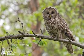 Attēlu rezultāti vaicājumam “Strix uralensis adult”