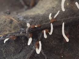 Attēlu rezultāti vaicājumam “Typhula setipes”