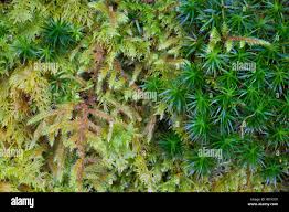 Attēlu rezultāti vaicājumam “Polytrichum formosum”