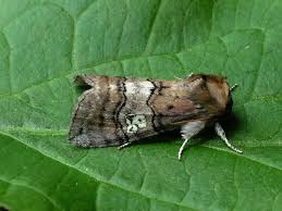 Attēlu rezultāti vaicājumam “Tethea or”