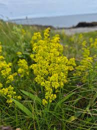 Attēlu rezultāti vaicājumam “Galium verum flower”