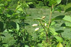 Attēlu rezultāti vaicājumam “Taphrina padi”