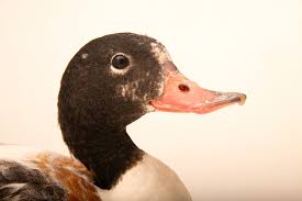 Attēlu rezultāti vaicājumam “Tadorna tadorna”