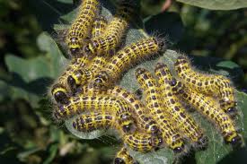 Attēlu rezultāti vaicājumam “Phalera bucephala”