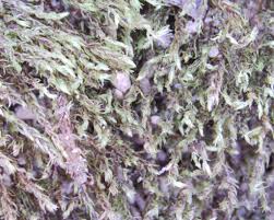 Attēlu rezultāti vaicājumam “Pohlia sphagnicola”