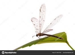 Attēlu rezultāti vaicājumam “Myrmeleontidae imago”