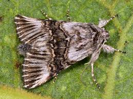 Attēlu rezultāti vaicājumam “Panolis umbra”