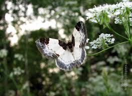 Attēlu rezultāti vaicājumam “Mesoleuca albicillata”
