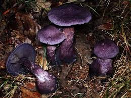 Attēlu rezultāti vaicājumam “Cortinarius violaceus”