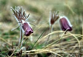 Attēlu rezultāti vaicājumam “Pulsatilla pratensis leaf”