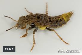 Attēlu rezultāti vaicājumam “Ontholestes murinus”