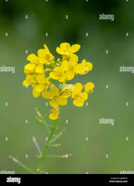 Attēlu rezultāti vaicājumam “Brassica napus flower”