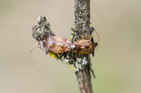 Attēlu rezultāti vaicājumam “Elasmucha ferrugata”