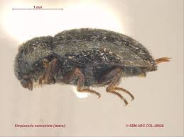 Attēlu rezultāti vaicājumam “Byrrhidae”