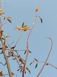 Attēlu rezultāti vaicājumam “Salix daphnoides leaf”