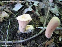 Attēlu rezultāti vaicājumam “Clavariadelphus pistillaris”