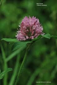 Attēlu rezultāti vaicājumam “Trifolium pratense flower”