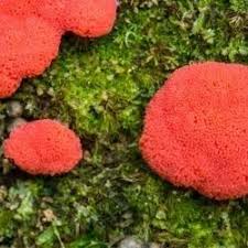 Attēlu rezultāti vaicājumam “Licea chelonoides”