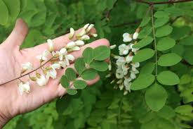 Attēlu rezultāti vaicājumam “Robinia pseudoacacia”