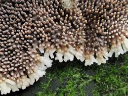 Attēlu rezultāti vaicājumam “Gloiodon strigosus”