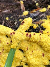 Attēlu rezultāti vaicājumam “Fuligo gyrosa”