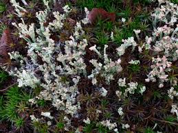 Attēlu rezultāti vaicājumam “Cladonia ramulosa”