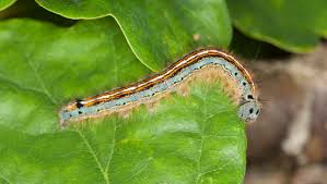 Attēlu rezultāti vaicājumam “Malacosoma neustria larva”