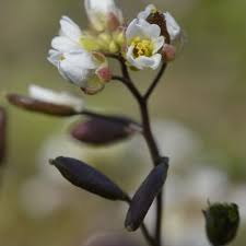 Attēlu rezultāti vaicājumam “Erophila verna”