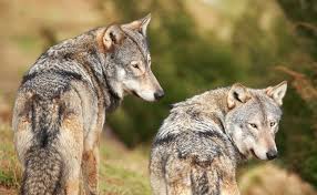 Image result for Edinburgh Wolves