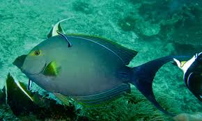 Image result for Acanthurus xanthopterus