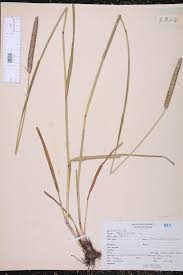 Attēlu rezultāti vaicājumam “Phleum pratense”