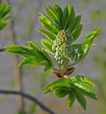 Attēlu rezultāti vaicājumam “Sorbus aucuparia bud”