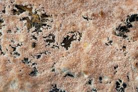 Attēlu rezultāti vaicājumam “Steccherinum fimbriatum”