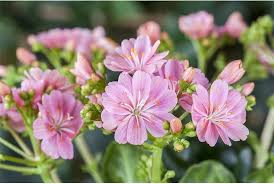 Image result for Bitterwurz