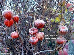 Image result for Lampionblume