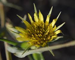 Attēlu rezultāti vaicājumam “Tragopogon heterospermus”