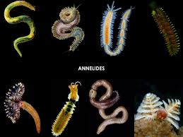 Attēlu rezultāti vaicājumam “Annelides”