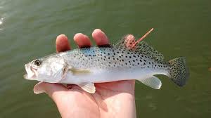 Image result for Cynoscion nebulosus