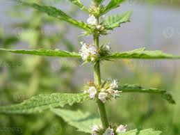 Attēlu rezultāti vaicājumam “Lycopus europaeus”