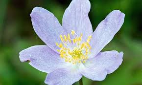 Attēlu rezultāti vaicājumam “Anemone nemorosa flower”