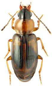 Attēlu rezultāti vaicājumam “Acupalpus flavicollis”