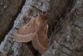 Attēlu rezultāti vaicājumam “Lasiocampa trifolii”