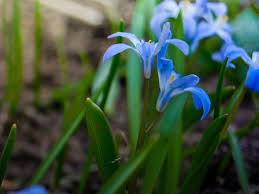 Attēlu rezultāti vaicājumam “Scilla siberica bud”