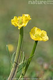 Attēlu rezultāti vaicājumam “Ranunculus bulbosus flower”