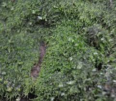 Attēlu rezultāti vaicājumam “Cephalozia lunulifolia”