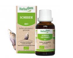 Attēlu rezultāti vaicājumam “Sorbus aucuparia bud”