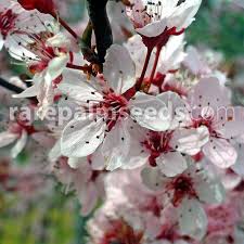 Attēlu rezultāti vaicājumam “Prunus cerasifera”
